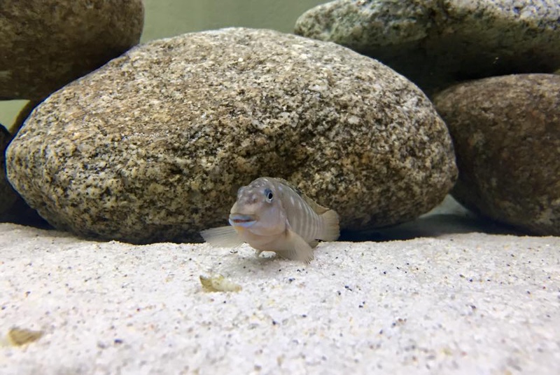 Spathodus sp. 'erythrodon white zaire' Mwerazi